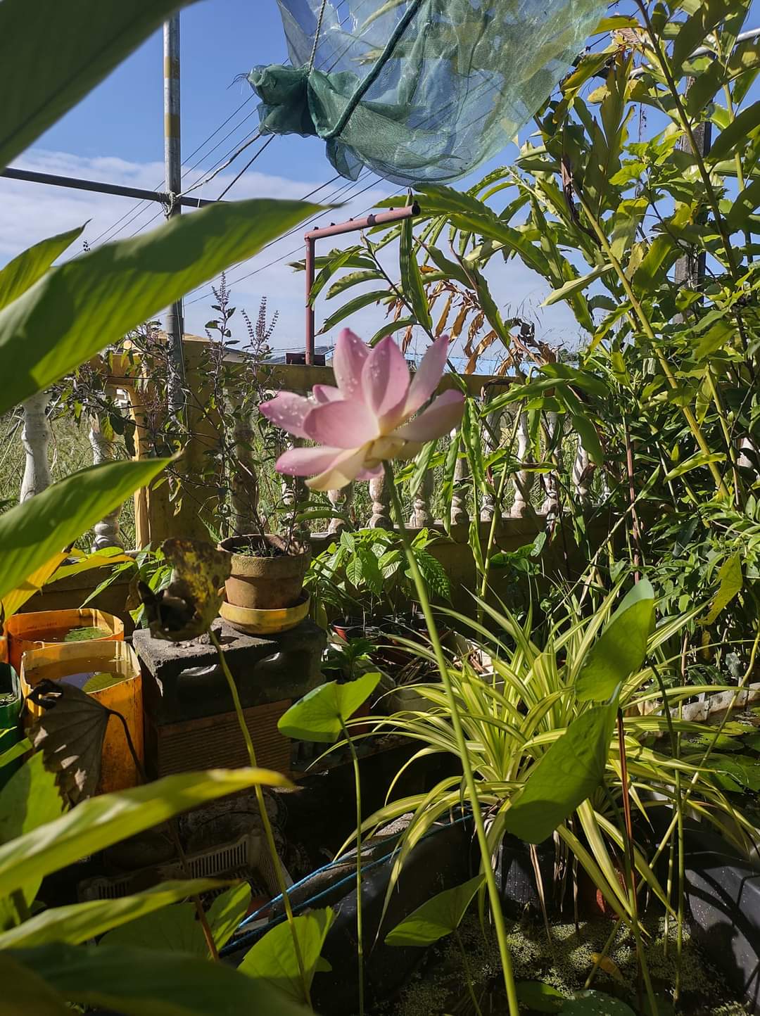 Lush tropical plants growing at Rishi's Lily Farm