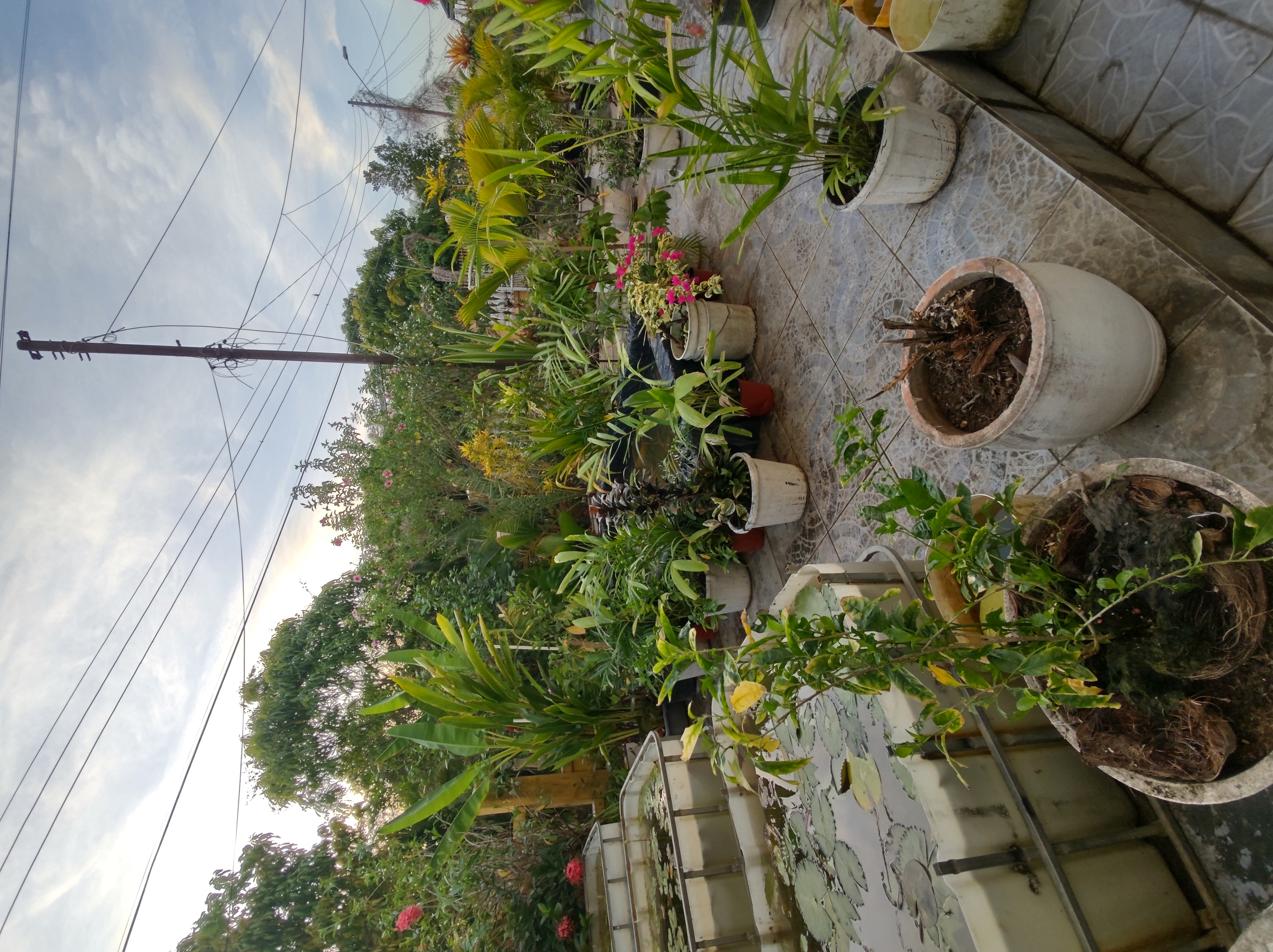 Lilies and tropical plants growing at the family farm