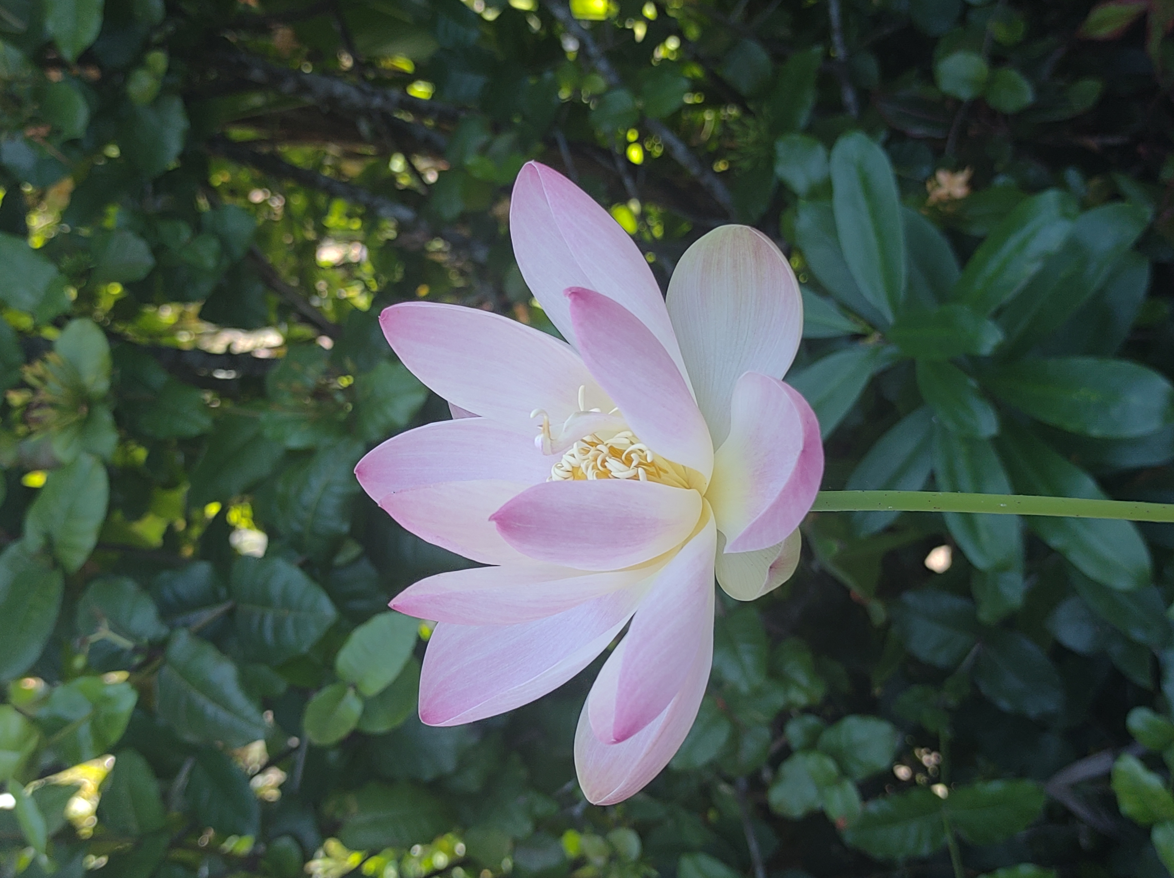Plants growing at Rishi's Lily Farm in Trinidad